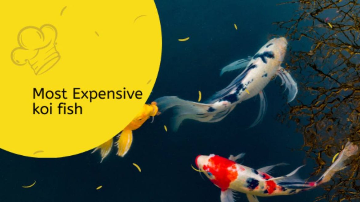 Top Most Expensive Koi Fish In The World Most Expensive Magazine