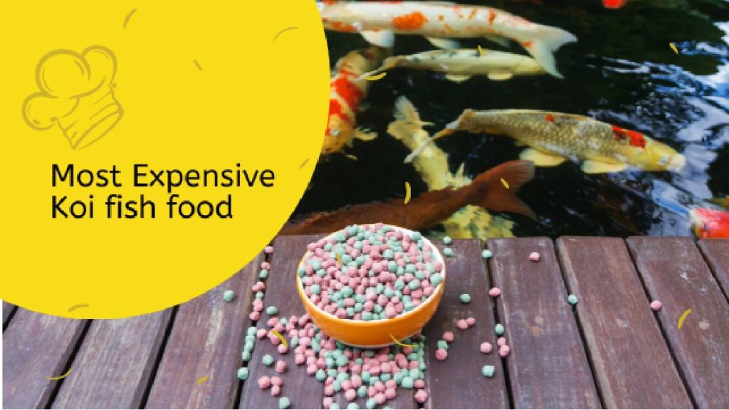 most expensive koi fish food