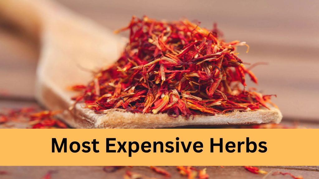 Most Expensive Herbs