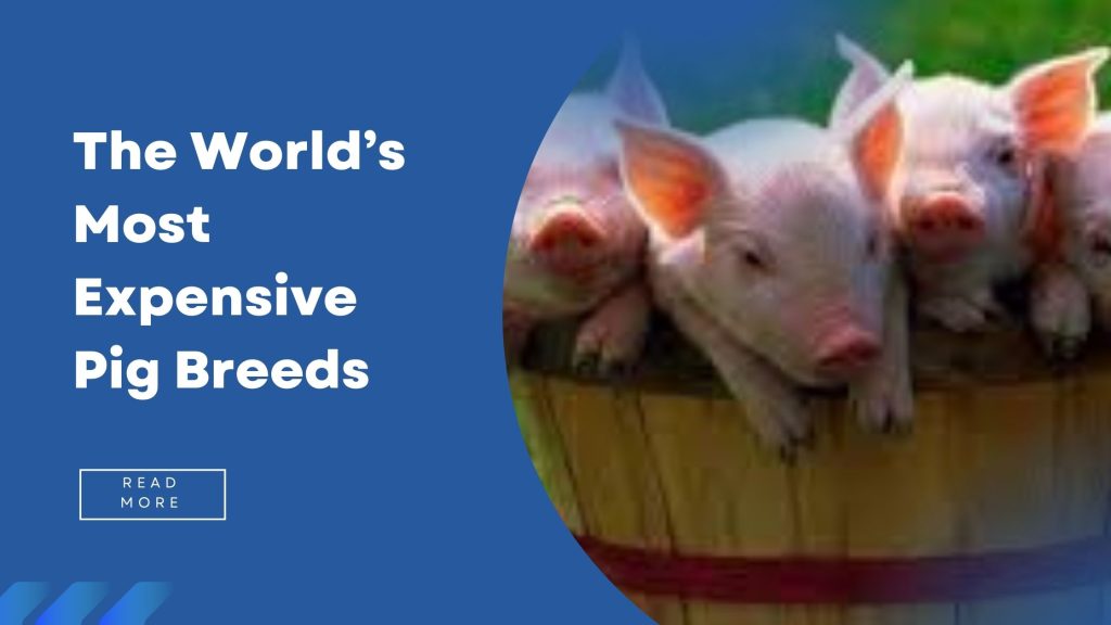 The World’s Most Expensive Pig Breeds