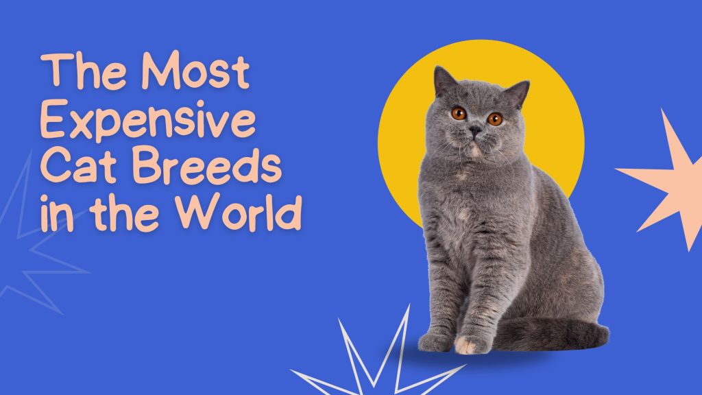 The Most Expensive Cat Breeds in the World