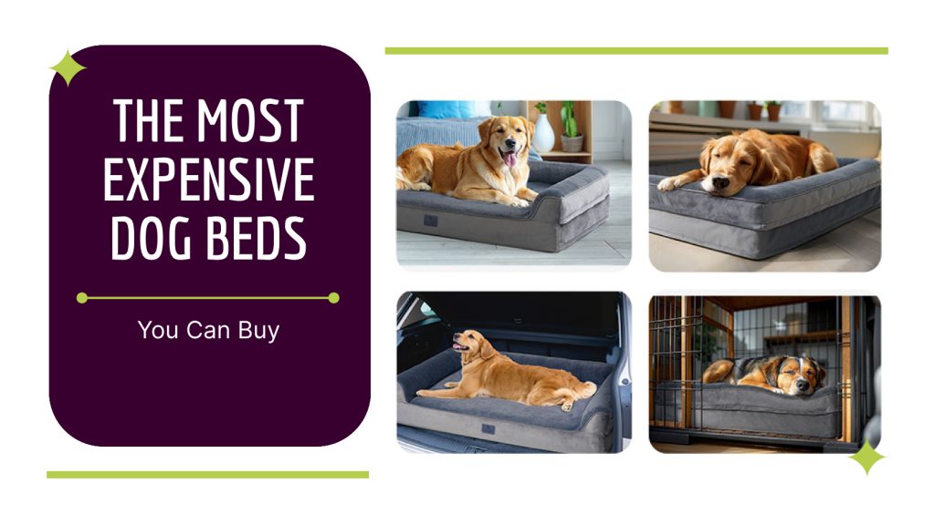 The Most Expensive Dog Beds You Can Buy