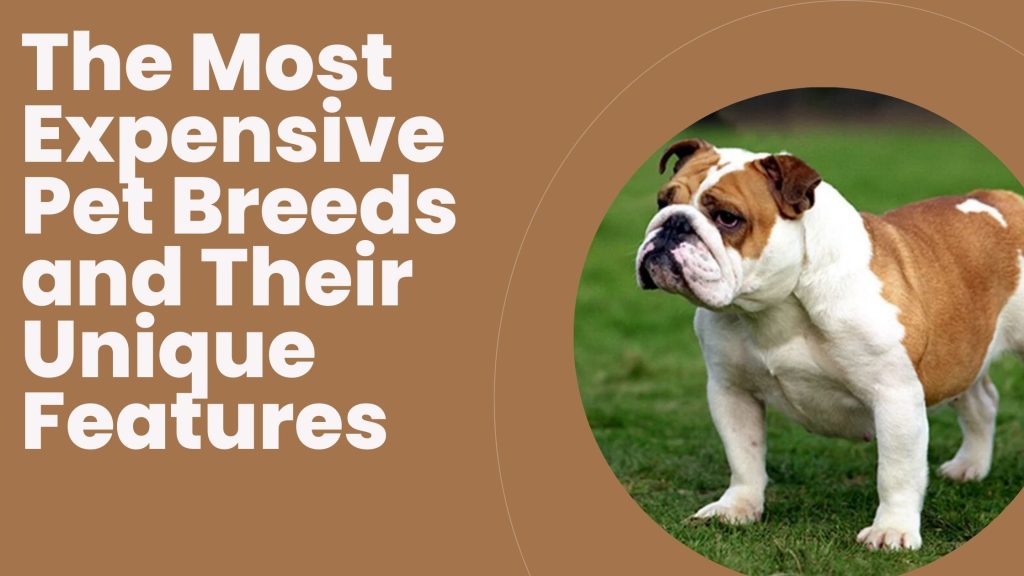 The Most Expensive Pet Breeds and Their Unique Features