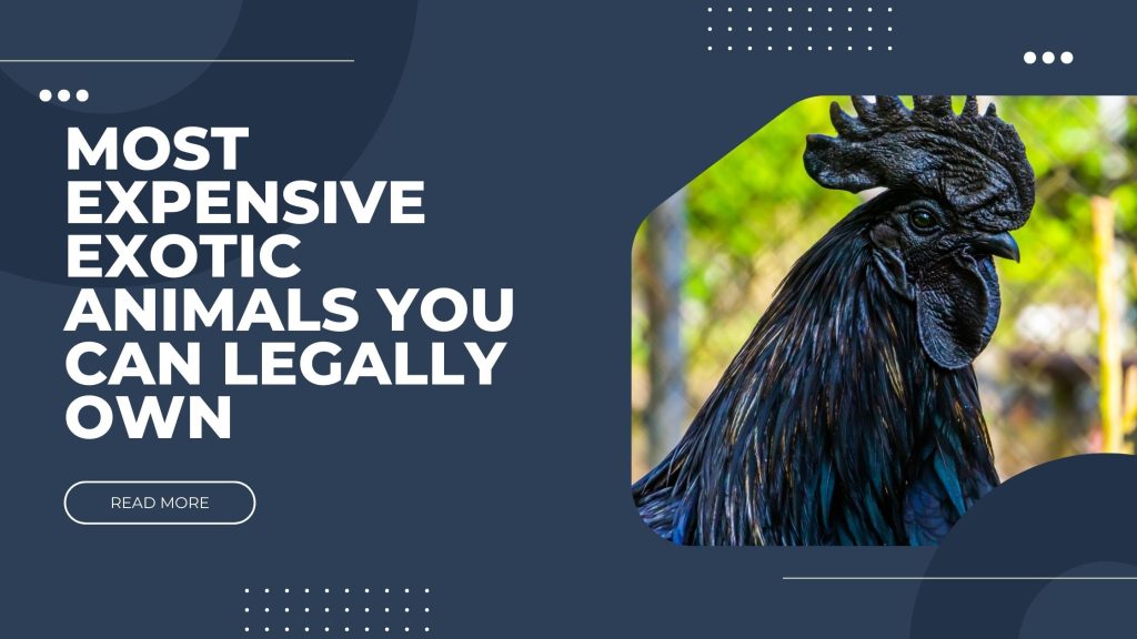 most expensive Exotic Animals You Can Legally Own