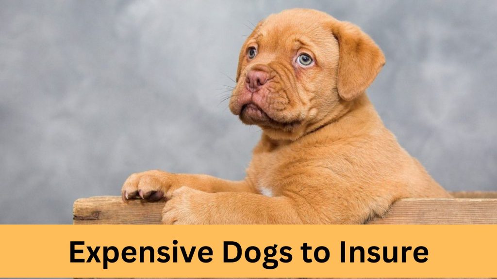 Expensive Dogs to Insure